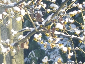 Sneeuw en de toverhazelaar.
