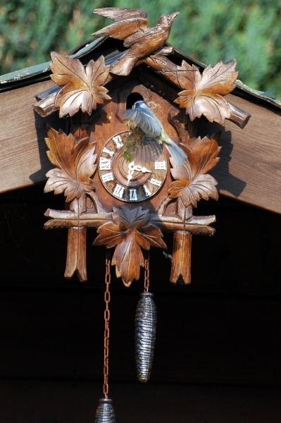 Pimpelmezen bouwen hun nest (9)