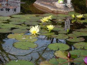 Japan Beppu waterbloemen