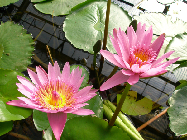 beppu hel  waterbloemen