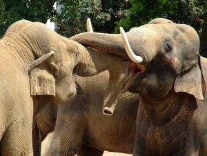 Zoo Leipzig