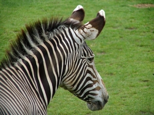 Zoo Leipzig