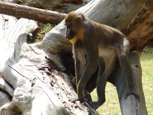 Zoo Dresden