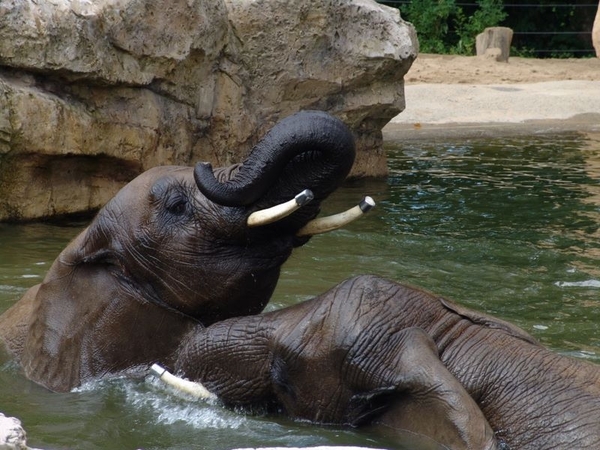 Zoo Dresden