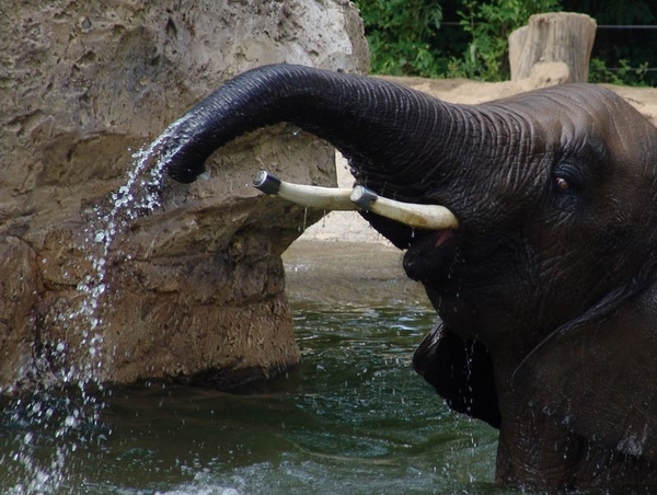 Zoo Dresden