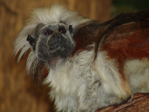 Zoo Dresden