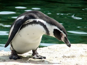 Zoo Dresden