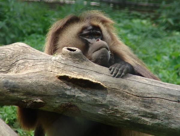 Zoo Dresden