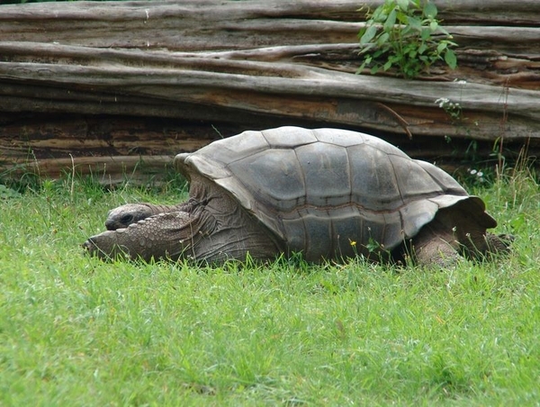 Zoo Dresden