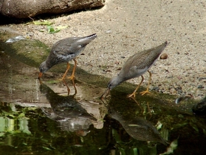 Zoo Dresden