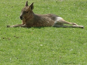 Zoo Dresden