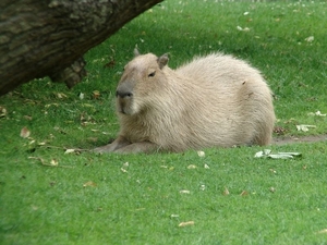 Zoo Dresden