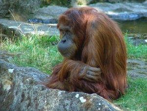 Zoo Berlin