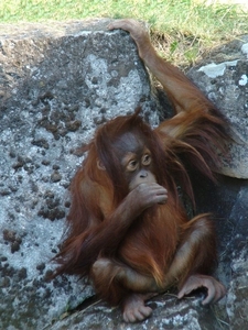 Zoo Berlin