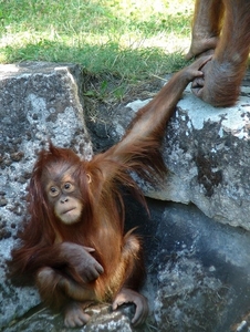 Zoo Berlin