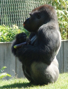 Zoo Berlin