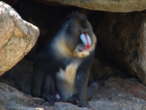 Zoo Berlin