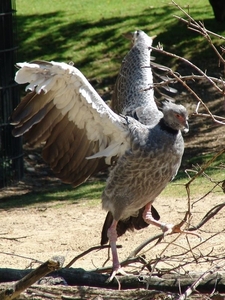 Zoo Berlin