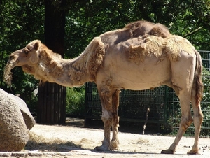 Zoo Berlin