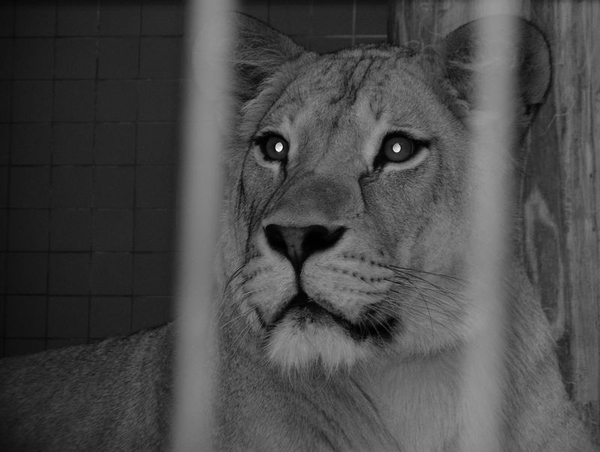 Zoo Berlin