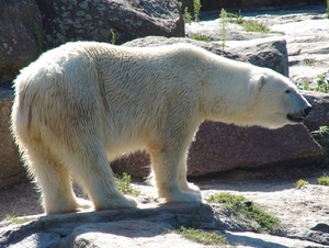 Zoo Berlin