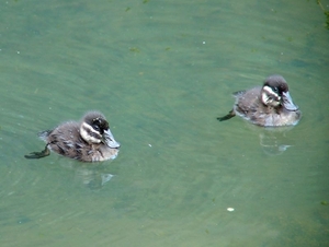 Zoo Rostock