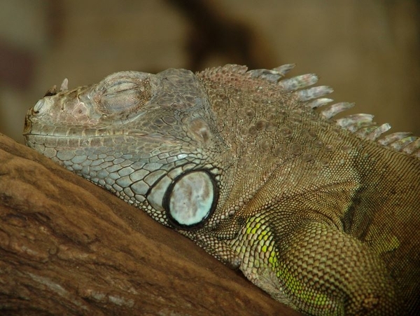 Zoo Rostock