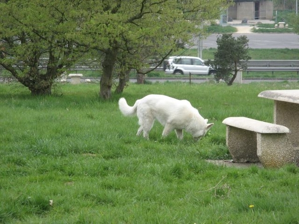 20090412 969 Tz Ook wij zijn weg