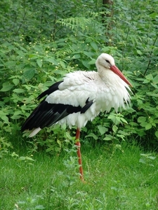 Wildpark Hanstedt-Nindorf (D)