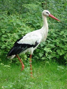 Wildpark Hanstedt-Nindorf (D)