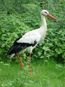 Wildpark Hanstedt-Nindorf (D)