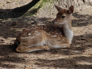 Wildpark Hanstedt-Nindorf (D)