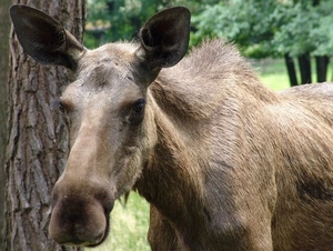 Wildpark Hanstedt-Nindorf (D)