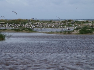 Grenen (DK)