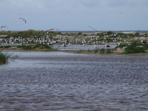 Grenen (DK)