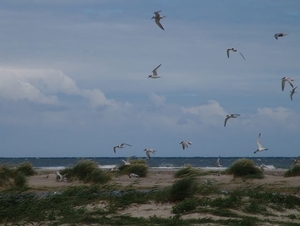 Grenen (DK)