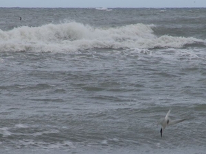 Grenen (DK)