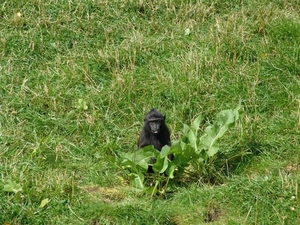 Bors Djurpark (S)