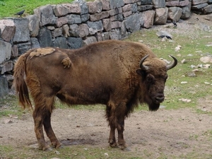 Bors Djurpark (S)