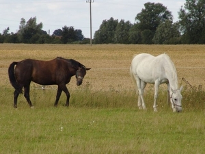 Camping Grslev (DK)