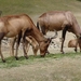 Hannover Zoo (D)