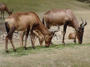 Hannover Zoo (D)