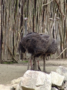 Hannover Zoo (D)