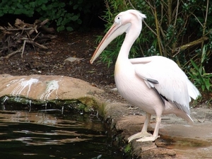 Hannover Zoo (D)