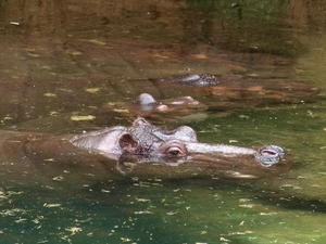 Hannover Zoo (D)