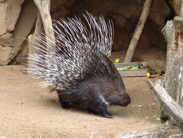 Hannover Zoo (D)