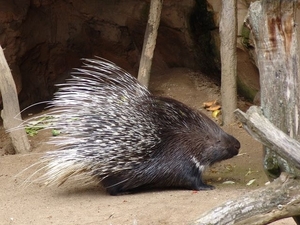 Hannover Zoo (D)