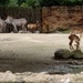 Hannover Zoo (D)