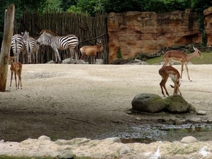 Hannover Zoo (D)