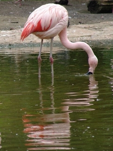 Hannover Zoo (D)